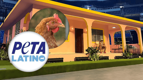 Logo de Peta, cabeza de gallina, escenografía de Bad Bunny en el Choliseo